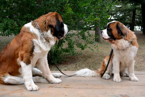 Köpeklerin aşkı