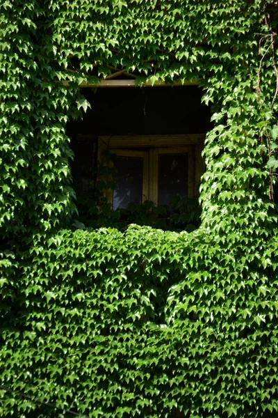 Yeşil pencere