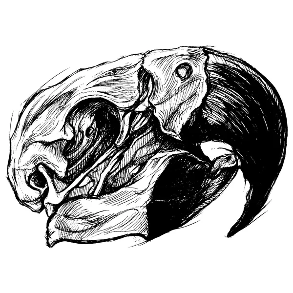 Macaw Skull Ligne de dessin vecteur de travail — Image vectorielle