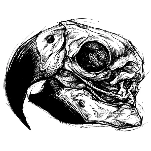 Macaw Skull Drawing line vettoriale di lavoro — Vettoriale Stock