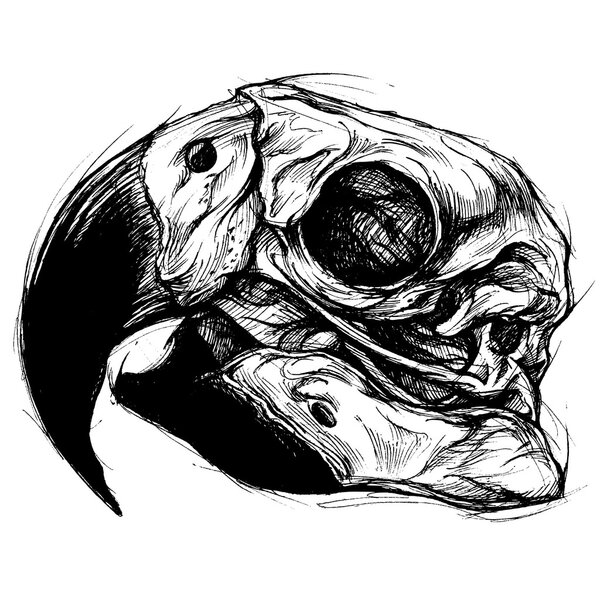 Графический вектор черепа ара
