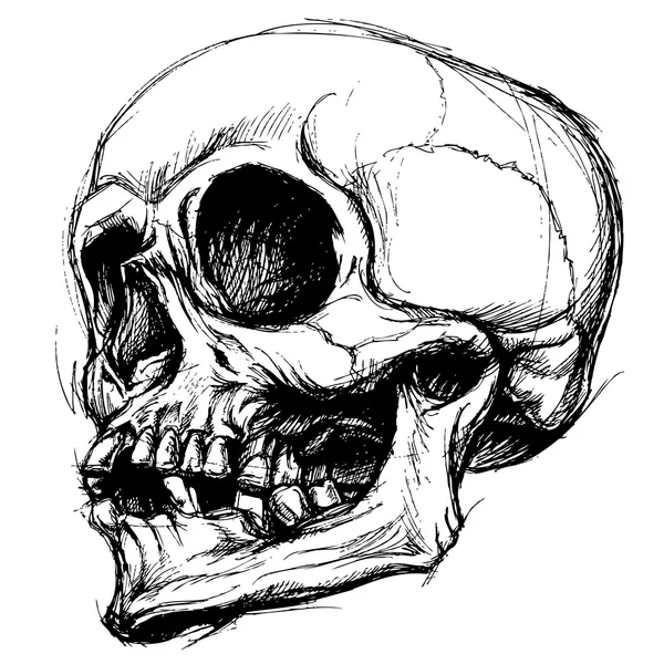頭蓋骨の図面線作業ベクトル — ストックベクタ