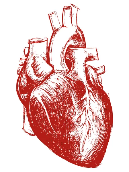 Zeichnen von Linien im menschlichen Herzen — Stockvektor