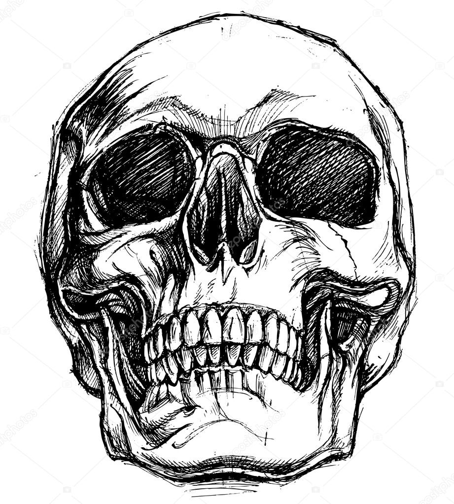 Skull Drawing line work vector