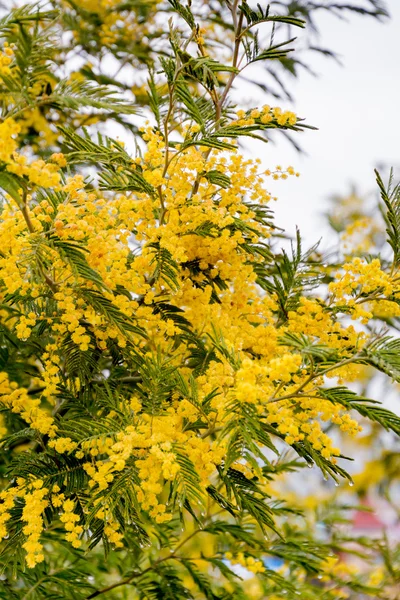 çiçek açan Mimoza