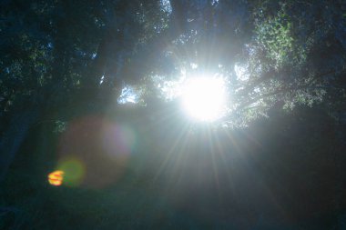 Sonbahar güneşinin doğadaki ilk ışıkları. Güzel ve soğuk gün doğumu.