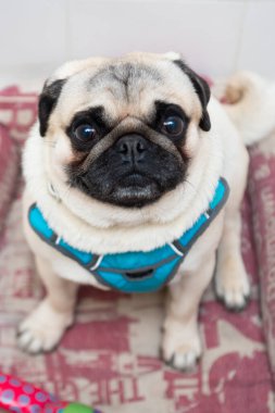 Kameraya bakan sevimli köpek portresi. Dikey fotoğraf. En iyi arkadaş konsepti.