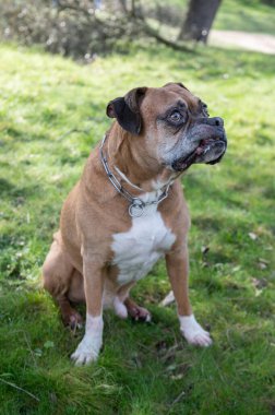 Ormanda yürürken sahibine bakan sevimli yaşlı boksör köpeği. En iyi arkadaş kavramı..
