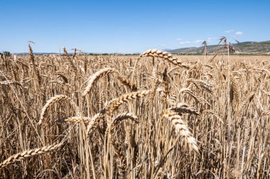 Olgun buğday tarlası. Hasat için hazır. Geçmişi.