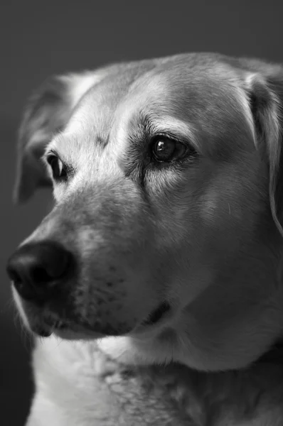 Labrador cross therapy dog called Snowie