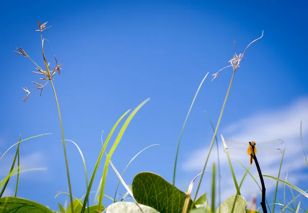 Ważka, trawa tło lato niebieski niebo Zdjęcie Stockowe