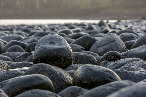 Northumberland 'daki Dunstanburgh Şatosu' ndaki ünlü ve çok kaygan kara kayaların yakın çekimi.