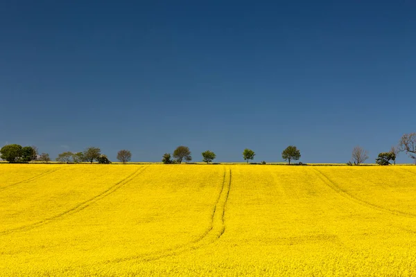 Eine Lebendige Und Farbenfrohe Szene Northumberland Mit Einem Gelben Rapsfeld — Stockfoto