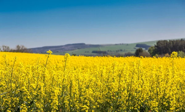 Eine Lebendige Und Farbenfrohe Szene Northumberland Mit Einem Gelben Rapsfeld — Stockfoto