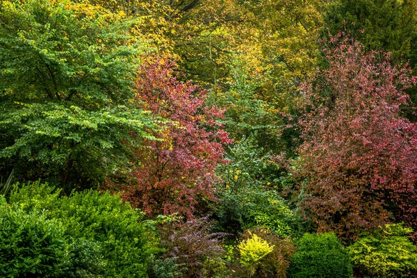 Yaprakları sonbahar renklerinde, turuncu, kırmızı, kahverengi ve sarı yapraklı ağaçlar sergileniyor