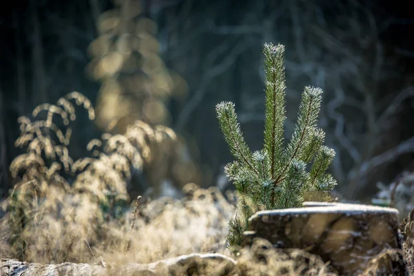 Een Enkele Jonge Dennenboom Met Een Sneeuwsprenkeling Erop Met Achtergrond — Stockfoto