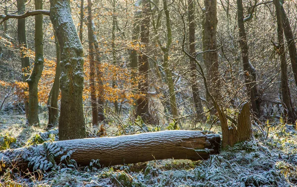 一片冬季的林地 树枝上覆盖着一层雪和倒下的树干 被穿过树林的低矮的太阳光照亮 — 图库照片