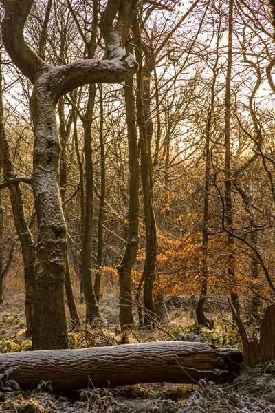 Ağaçların arasından gelen düşük güneş ışınları tarafından aydınlatılan ve ağaç dallarını kaplayan bir kar serpiştirilmiş bir kış ormanlık alanı.