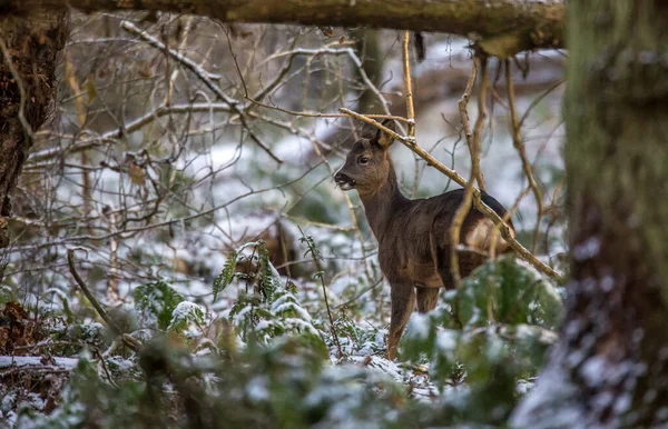 冬の森の中で食べ物を探している若い鹿が散歩し 地面に雪の振りかけ — ストック写真