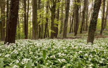 Bothal Woods, Morpeth, Northumberland, İngiltere 'de sabah güneşiyle aydınlanan BlueBell ve Vahşi Sarımsak' ın muhteşem manzarası