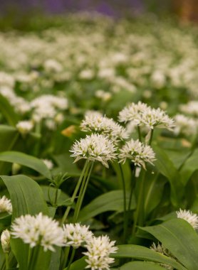 Bothal Woods, Morpeth, Northumberland, İngiltere 'de sabah güneşiyle aydınlanan BlueBell ve Vahşi Sarımsak' ın muhteşem manzarası