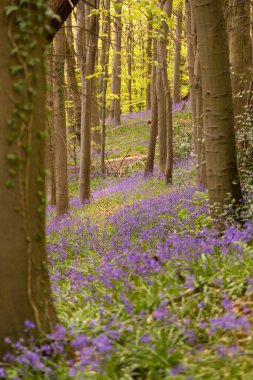 Bothal Woods, Morpeth, Northumberland, İngiltere 'de sabah güneşiyle aydınlanan BlueBell ve Vahşi Sarımsak' ın muhteşem manzarası