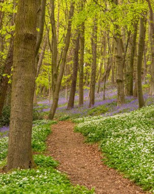 Bothal Woods, Morpeth, Northumberland, İngiltere 'de sabah güneşiyle aydınlanan BlueBell ve Vahşi Sarımsak' ın muhteşem manzarası