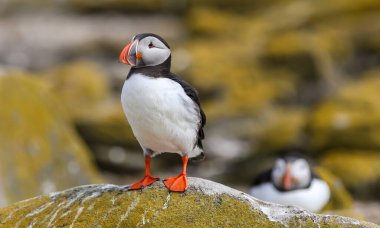 İngiltere 'nin Northumberland kentindeki Farne Adaları' ndaki üreme mevsiminde Atlantik martinileri