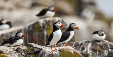 İngiltere 'nin Northumberland kentindeki Farne Adaları' ndaki üreme mevsiminde Atlantik martinileri
