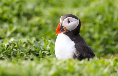 İngiltere 'nin Northumberland kentindeki Farne Adaları' ndaki üreme mevsiminde Atlantik martinileri