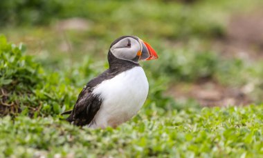 İngiltere 'nin Northumberland kentindeki Farne Adaları' ndaki üreme mevsiminde Atlantik martinileri