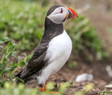 İngiltere 'nin Northumberland kentindeki Farne Adaları' ndaki üreme mevsiminde Atlantik martinileri