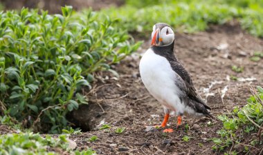 İngiltere 'nin Northumberland kentindeki Farne Adaları' ndaki üreme mevsiminde Atlantik martinileri