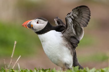 İngiltere 'nin Northumberland kentindeki Farne Adaları' ndaki üreme mevsiminde Atlantik martinileri