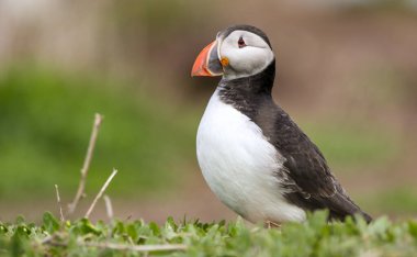 İngiltere 'nin Northumberland kentindeki Farne Adaları' ndaki üreme mevsiminde Atlantik martinileri
