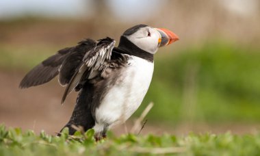 İngiltere 'nin Northumberland kentindeki Farne Adaları' ndaki üreme mevsiminde Atlantik martinileri