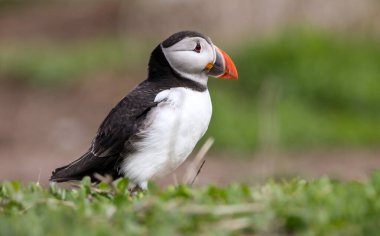 İngiltere 'nin Northumberland kentindeki Farne Adaları' ndaki üreme mevsiminde Atlantik martinileri