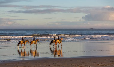 Kuzey Denizi 'ndeki Adam Nicol' un bahçesinden gelen yarış atları sabah erken saatlerde karla kaplı Bamburgh plajında Northumberland, İngiltere 'deki Farne Adaları' nda yaptıkları tatbikattan sonra serinliyor..