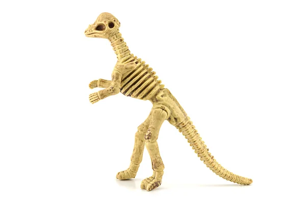 Brinquedo de esqueleto fóssil paquicefalossauro isolado em branco — Fotografia de Stock
