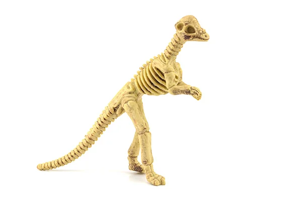 Игрушка из ископаемого скелета пахицефалозавра, изолированная на белом — стоковое фото