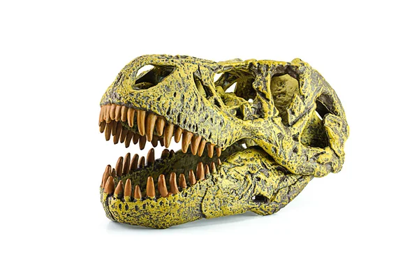 Fossiler Kopf eines Tyrannosaurus — Stockfoto