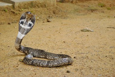 Poisonous cobra on brown ground