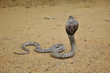 Poisonous cobra on brown ground