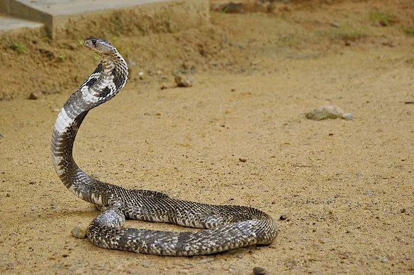 Poisonous cobra on brown ground — Stockfoto