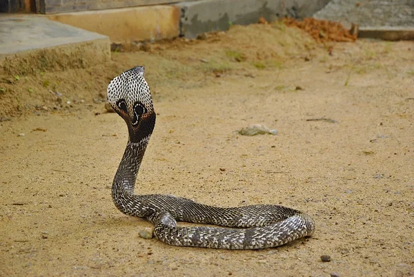 Ядовитая кобра на коричневой почве — стоковое фото