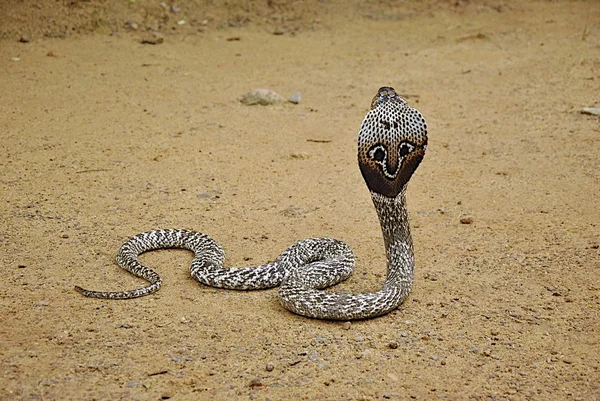 Poisonous cobra on brown ground