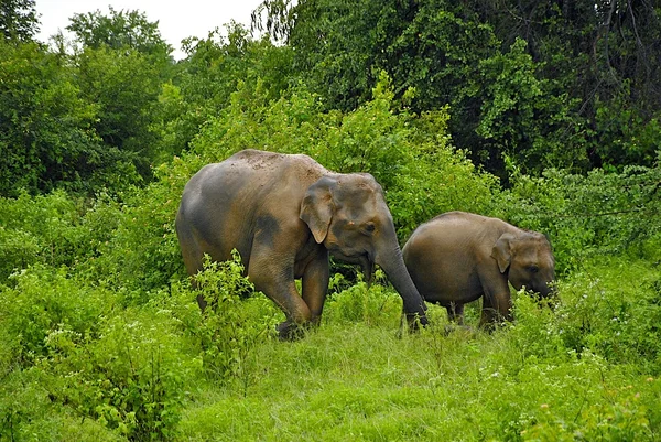 Big elephant with baby in real wild — Stock Photo, Image