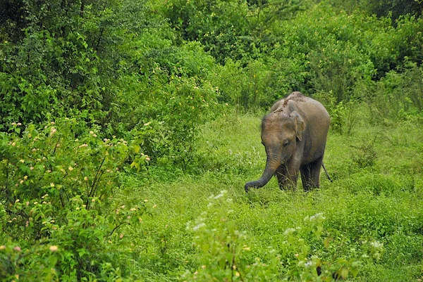 Μωρό ελέφαντας στην πραγματική άγρια — Φωτογραφία Αρχείου