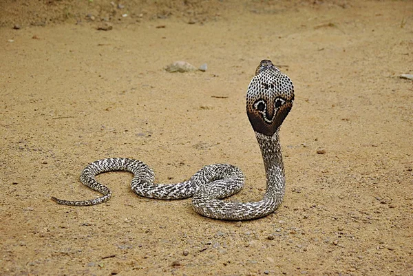 Poisonous cobra on brown ground Royalty Free Stock Fotografie