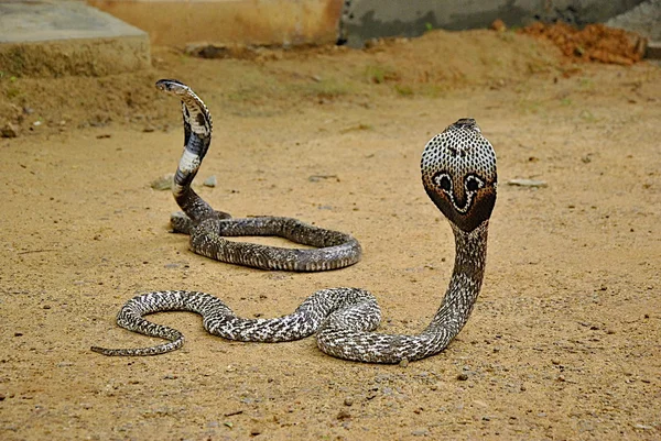 Duas cobras deitadas em solo castanho Imagens De Bancos De Imagens Sem Royalties